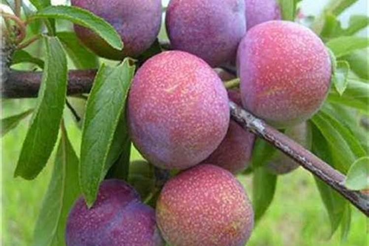 李子增甜转色期使用高磷低钾好还是低磷高钾好？