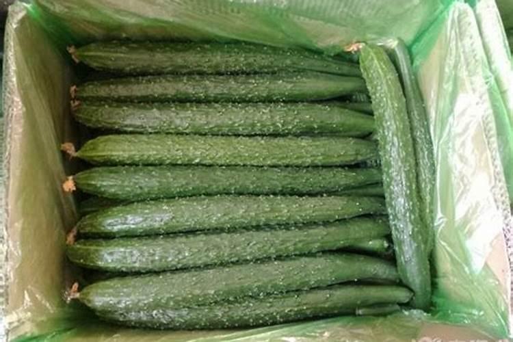 黄瓜怎么种植方法如下
