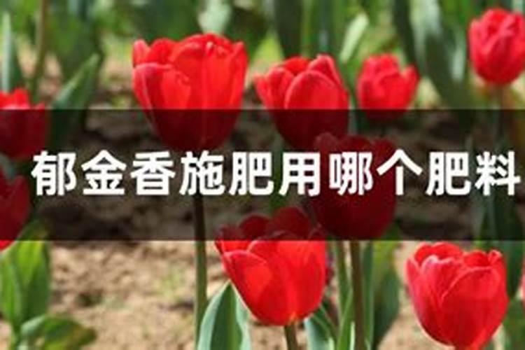 种植郁金香用什么肥料