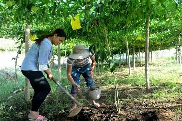 兰花用什么肥料