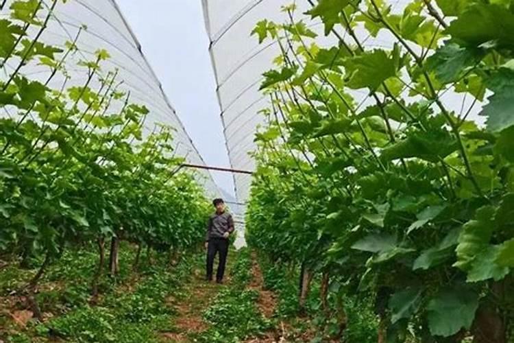 施用氮肥过多对植物有什么影响