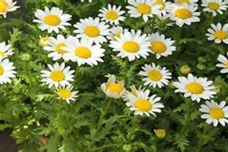 复合肥浇菜几天浇一次 复合肥怎样兑水浇菜