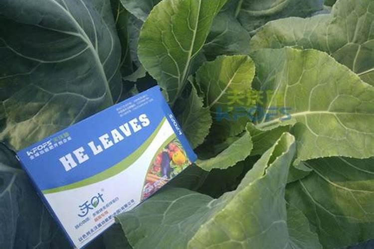 怎么给大棚蔬菜补钙？用什么钙肥比较好？