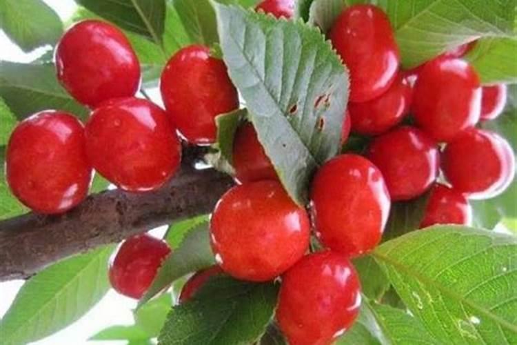 大樱桃花前使用什么肥料