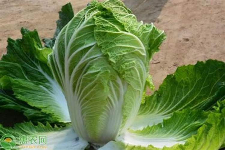 硼在植物体内的作用是什么？