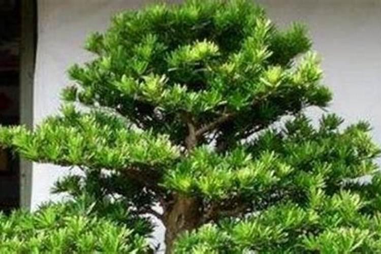 我6月买红叶罗汉松怎样盆栽？