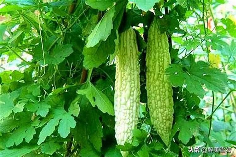 苦瓜施用氮钾肥的技有哪些好处呢？施肥过程中要注意什么？