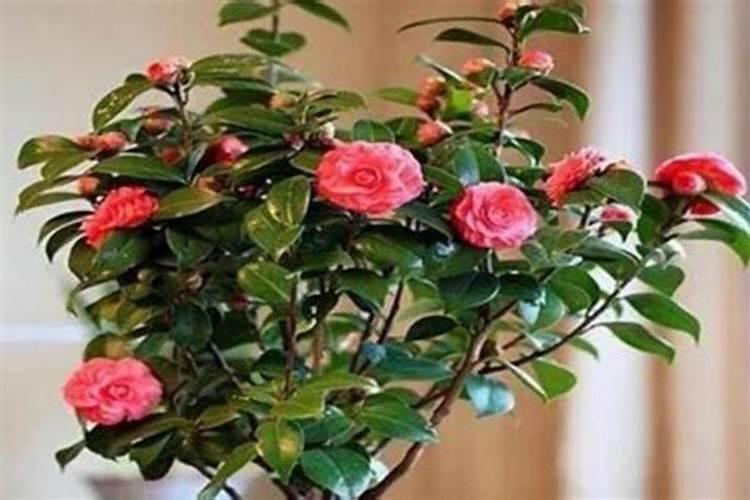 兰花换盆后怎样管理