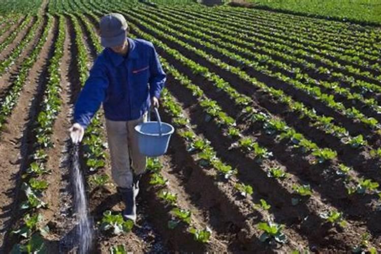 花生麸肥料如何使用才能达到效果好