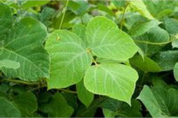 葛根种苗什么时间种植？葛根最新种植技术