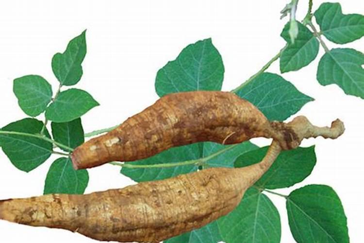 葛根种苗什么时间种植？葛根最新种植技术