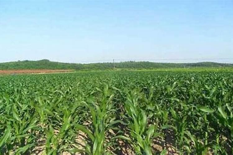 磷酸二氢钾叶面肥的效果好吗？贴吧