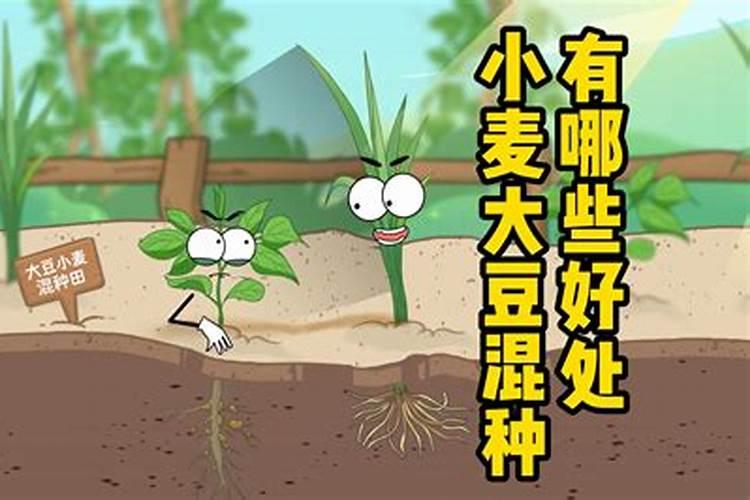 磷肥对小麦有哪些作用？