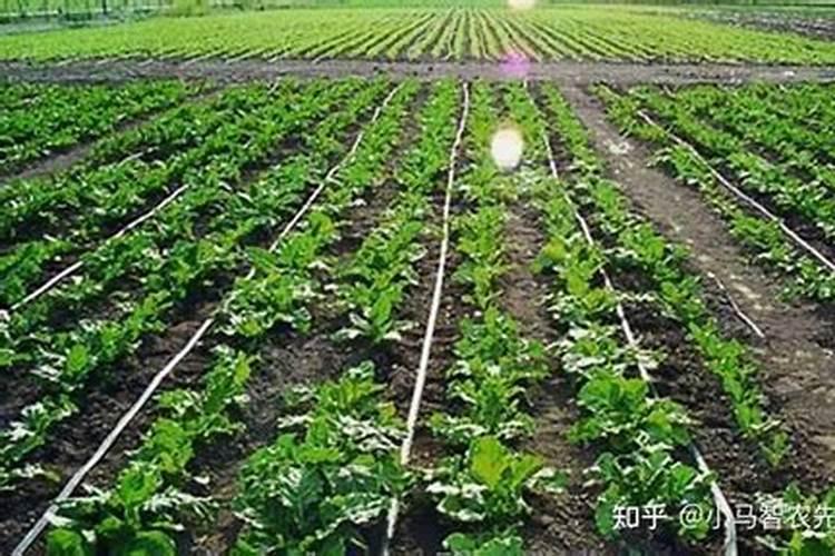 烟草施硫酸钾最佳时间 使用方法有哪些