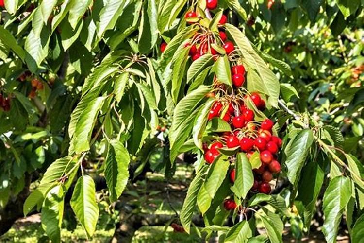 樱桃树立冬能施肥吗