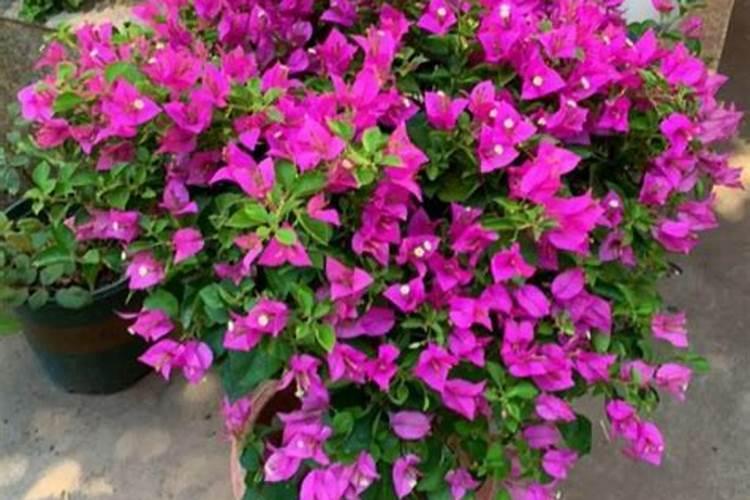 三角梅有花苞能喷磷钾肥吗 三角梅有花苞能喷磷钾肥