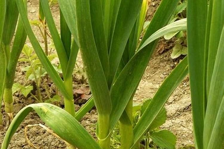 种植大蒜如何合理施肥,掌握以下技巧,产量高、蒜瓣大