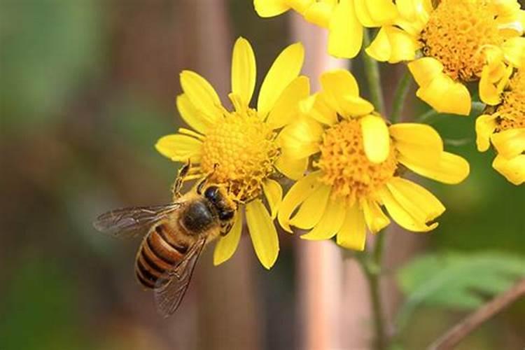 芸豆花延期了10天怎么办