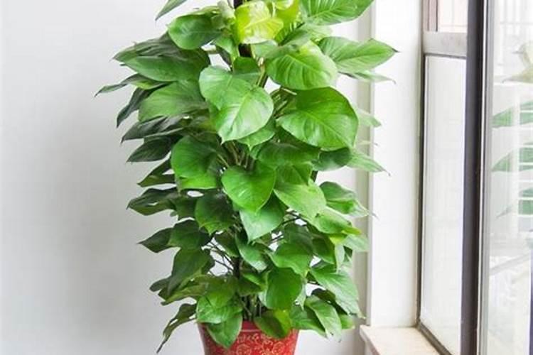 如何种植绿萝？