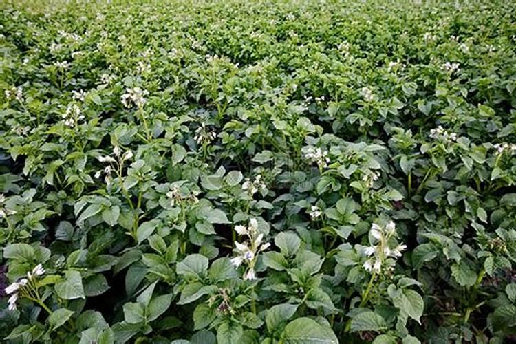 马铃薯施肥应掌握那些技术