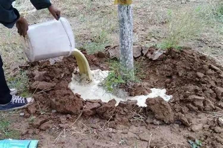 生根粉和多菌灵可以一起浇花吗 生根粉和多菌灵的区别