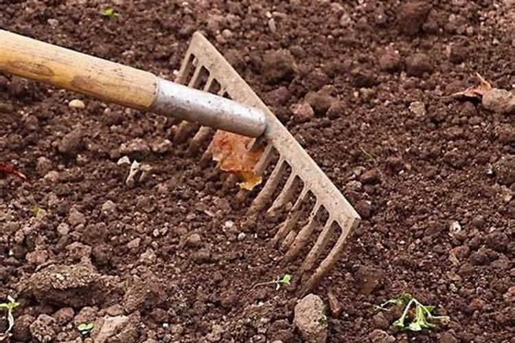 白芸豆高产方法 从而促进芸豆外形丰满