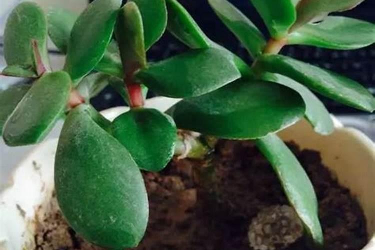 什么肥料促进茎叶生长