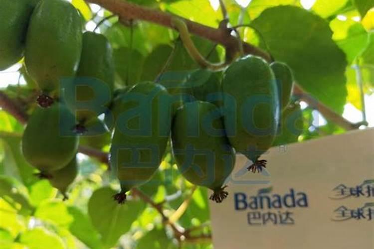 水溶肥使用技巧