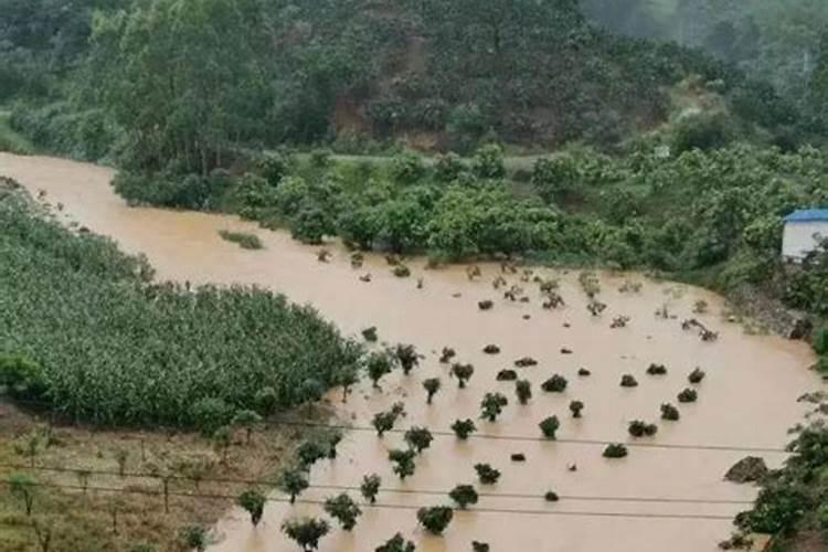 水稻秧自救最好的方法