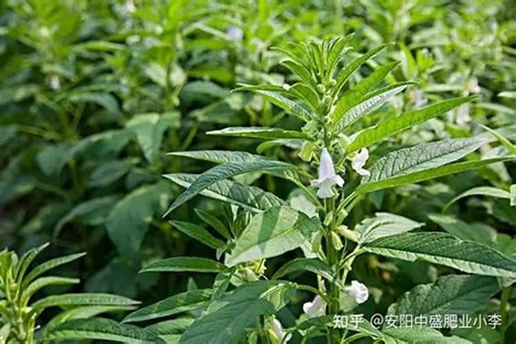 芝麻盛花期能施肥吗