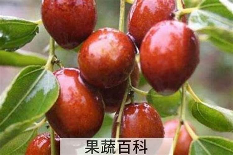 冬枣什么时候施硝酸钾最好？