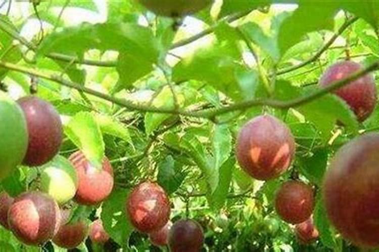 百香果结果期用什么复合肥？百香果膨果期用什么水溶肥好？