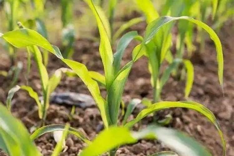 玉米出苗后发黄长的慢怎么办