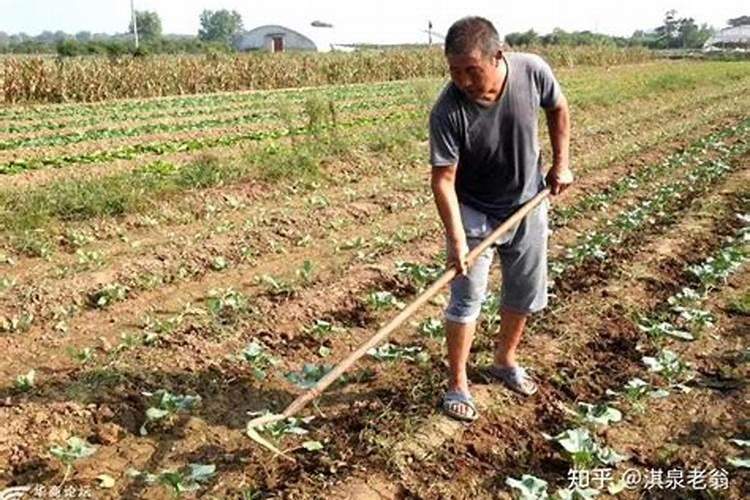 为什么过磷酸钙直接拌麦种容易产生烧种、伤苗？怎样防治？