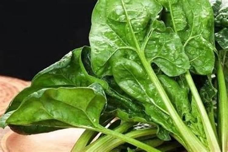 菠菜施肥用什么肥料