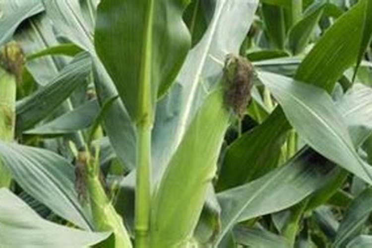 月季六月份能扦插吗