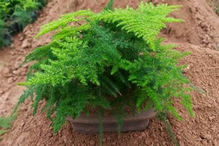 文竹叶子尖黄缺什么肥