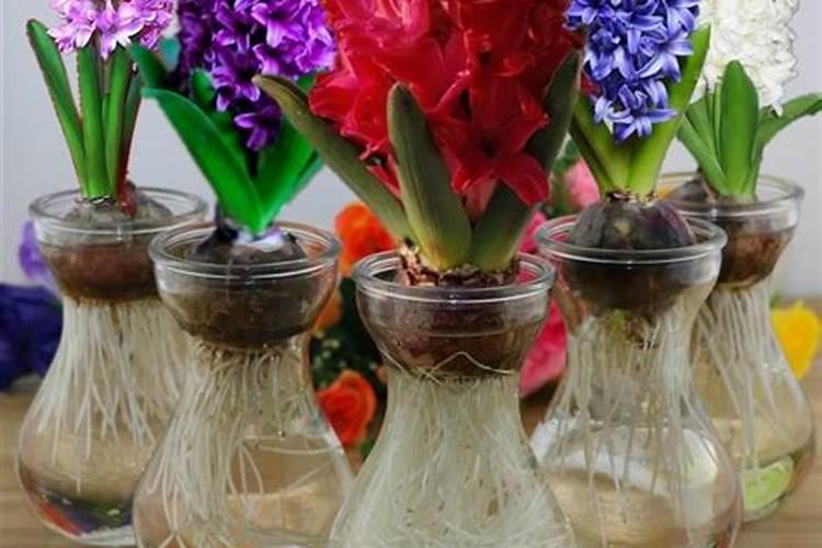 风信子怎么施肥吸收效果最好,氮磷复合肥最宜生长(薄肥勤施)