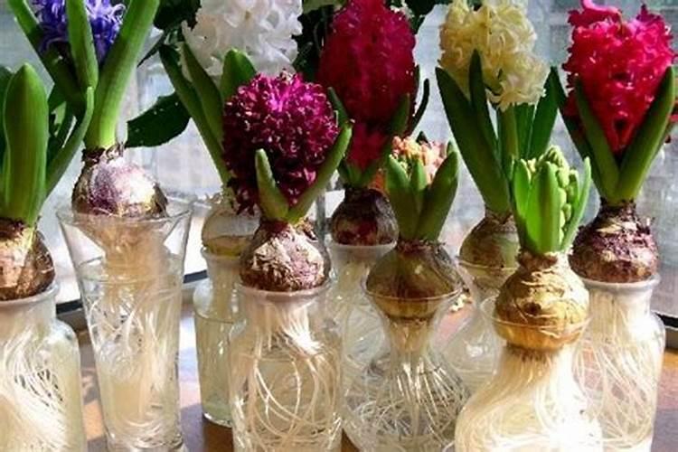 风信子长出根后可以见太阳吗 养护方法是什么