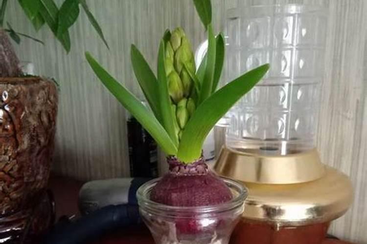 风信子使什么花肥