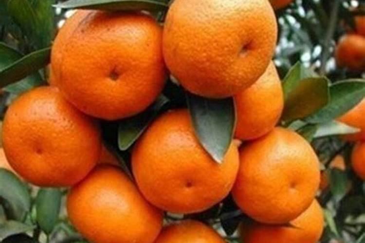 橘子树为什么光开花不结果