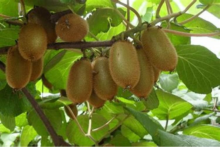 茶叶用什么化肥好