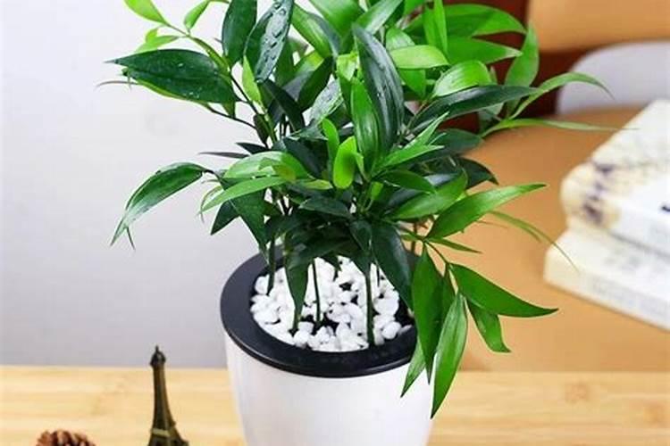 霍元钾适用于那些绿植