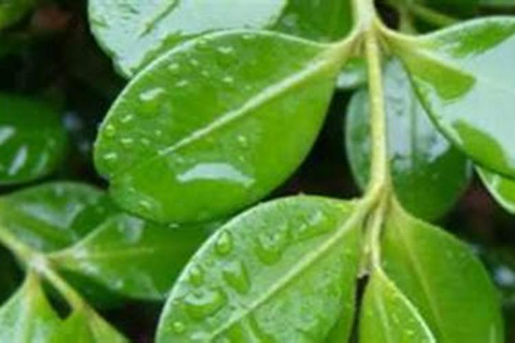 黄杨盆景怎么养护