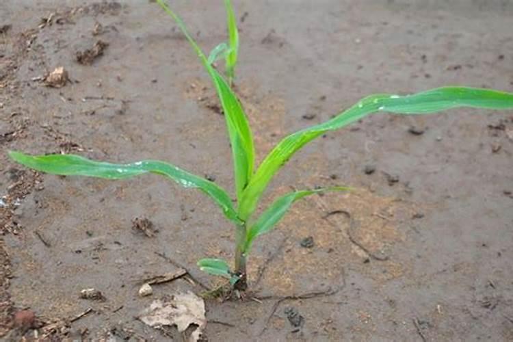 玉米底肥一次性施肥 氮磷钾 各用多少？