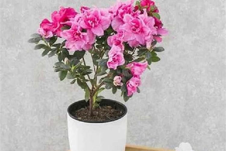 杜鹃施肥方法,用什么肥好