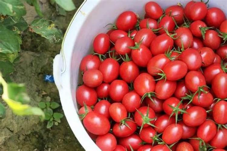 有机蔬菜用什么肥料