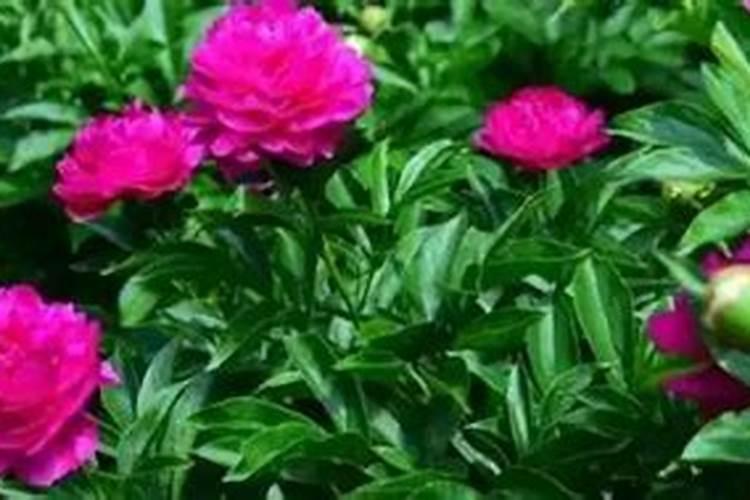 芍药花叶子发黄怎么办