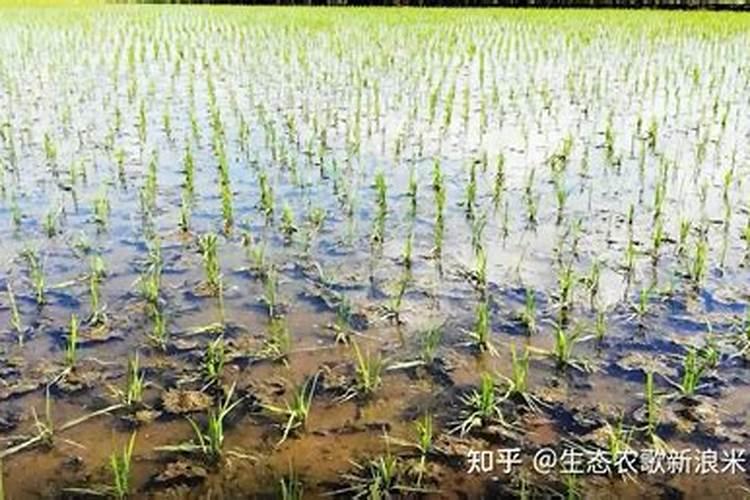 水稻施肥,用哪种增产效果比较明显