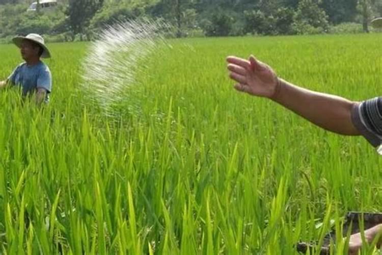 盐碱地水稻怎样施用磷钾肥？